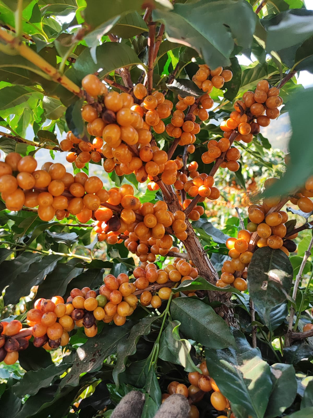 Cachos de cerejas de café alaranjadas maduras no pé