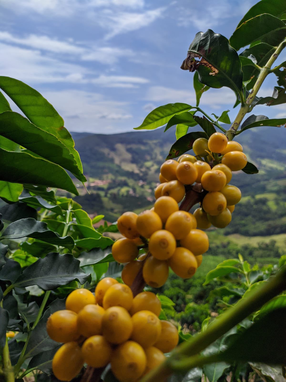 Cerejas de café amarelas maduras com o vale da Mantiqueira ao fundo