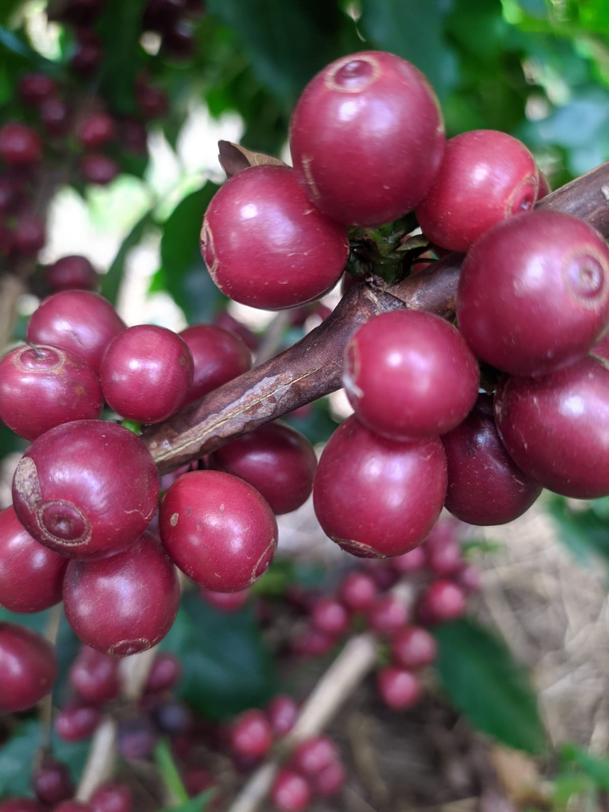 Close de cerejas de café vermelhas maduras no galho