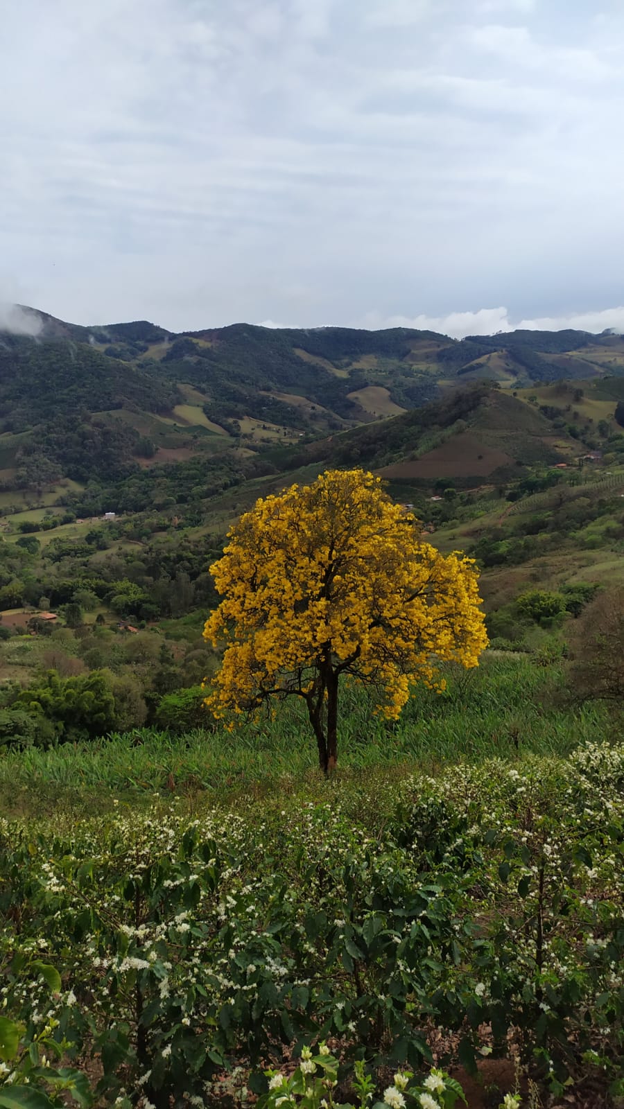 Ipê amarelo florido em meio à lavoura de café nas montanhas