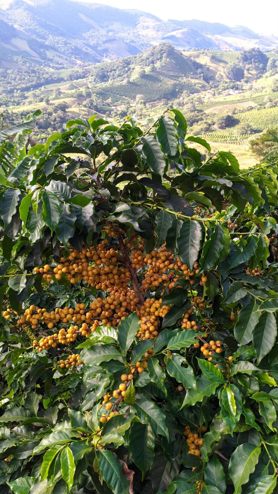 Lavoura de café carregada de cerejas amarelas com vista para o vale