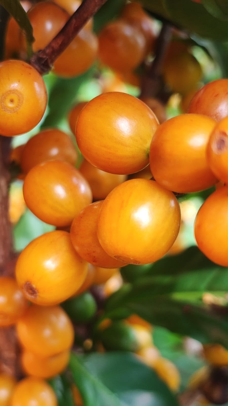 Macro de cerejas de café amarelas brilhando ao sol