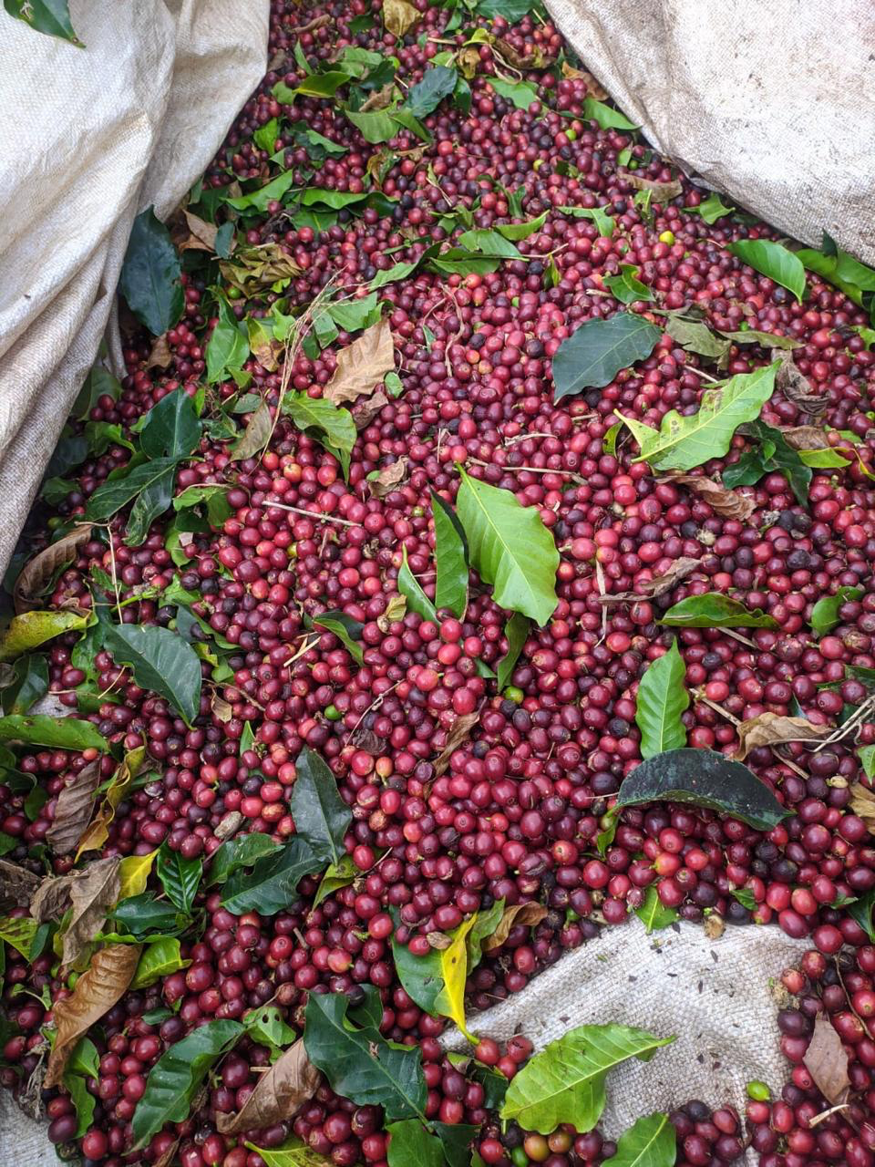 Cerejas de café maduras recém-colhidas, com folhas verdes sobre lona, prontas para o beneficiamento