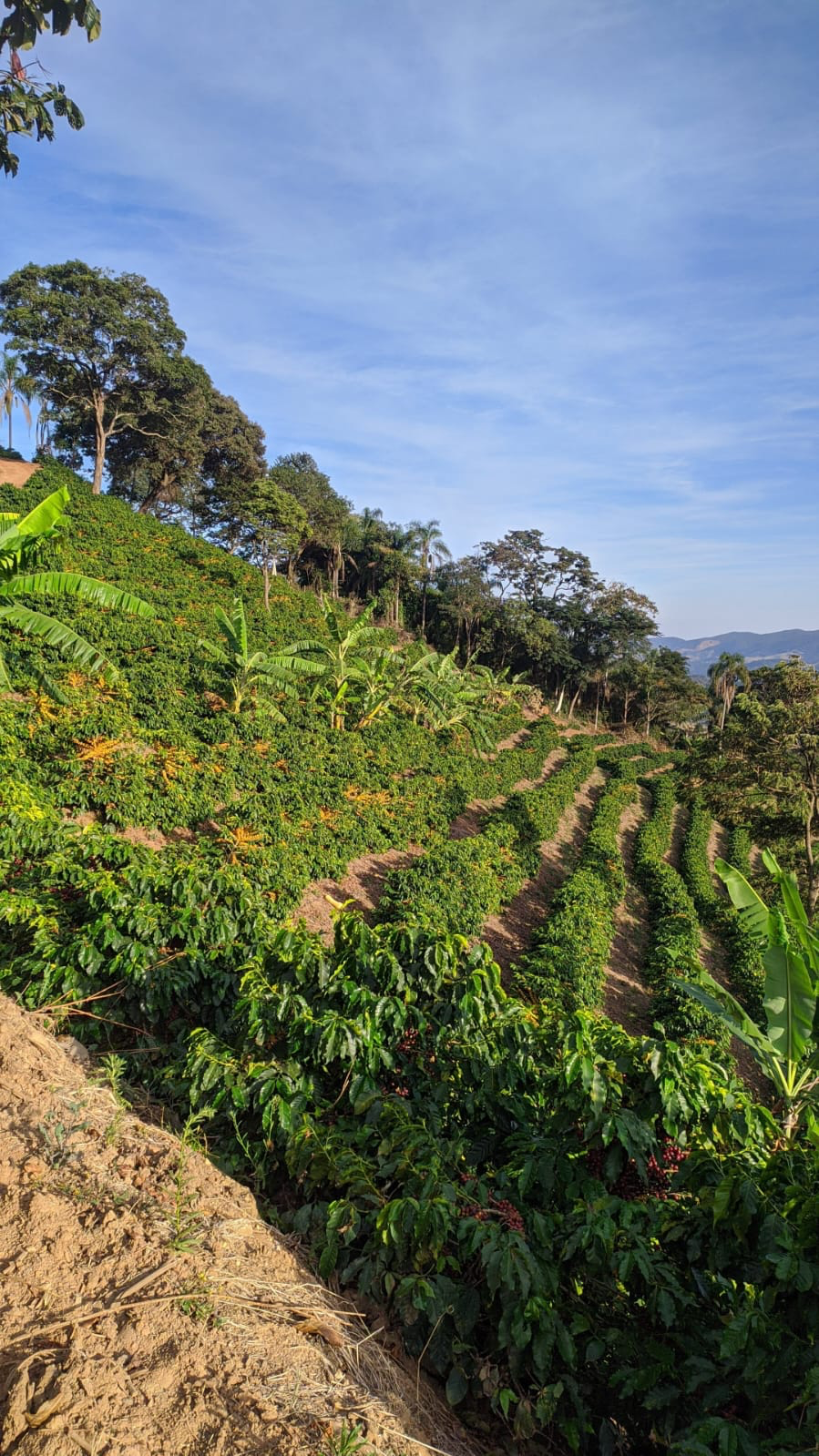 Lavoura de café da J.E em encosta, com fileiras de pés de café subindo a montanha, bananeiras e o céu azul da Mantiqueira de Minas ao fundo